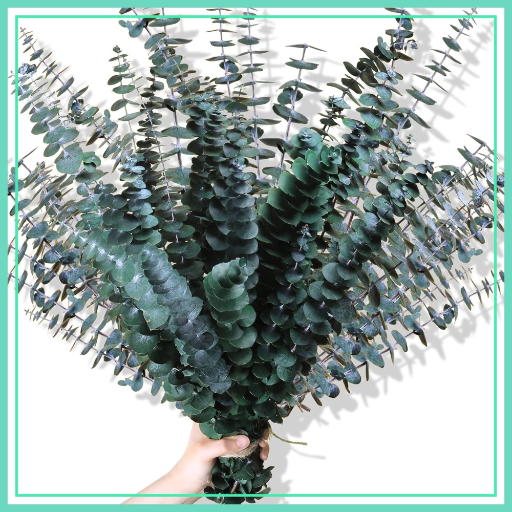 Eucalyptus Preserved - 30Pcs 17
