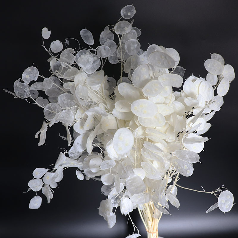 Preserved Lunaria Flowers for  - огляд і ціна Eucalyptus Preserved