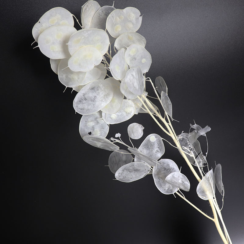 Preserved Lunaria Flowers for  - огляд і ціна Eucalyptus Preserved