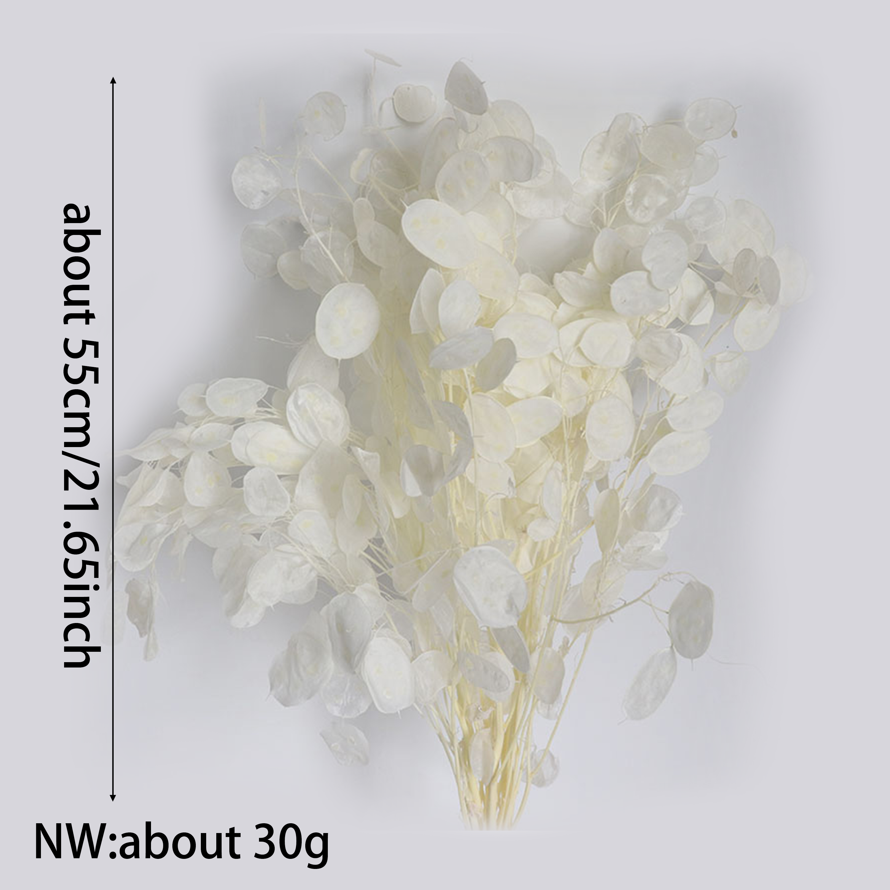 Preserved Lunaria Flowers for  - огляд і ціна Eucalyptus Preserved