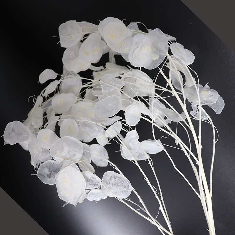 Preserved Lunaria Flowers for  - огляд і ціна Eucalyptus Preserved